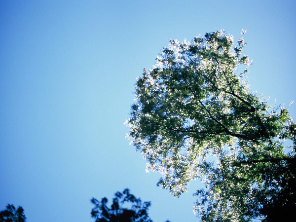 二松學舍大学写真部『卒業写真展』のＤＭの写真は、樹木の葉先を緑から真っ白に変換するする太陽の光。下から見上げる青い空の景色