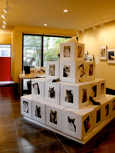 ギャラリー中央に登場した39匹の猫写真が貼り付けられた「猫ピラミッド」。4段構成で写真の下には名前がつく。このピラミッドのタイトルは卒業写真。猫の写真もさながら卒業写真のように全て証明写真スタイル